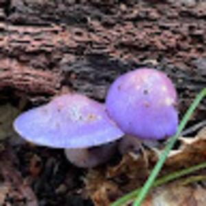 Meet your Posher, Zara